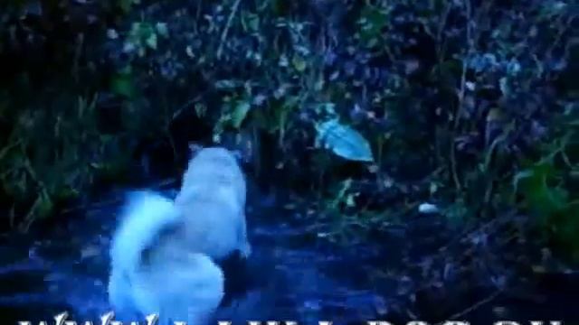 Притравка на бобра смотреть онлайн