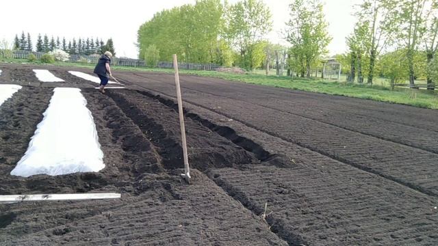 Выращивание арбузов на плёнке, подготовка грядок. смотреть онлайн