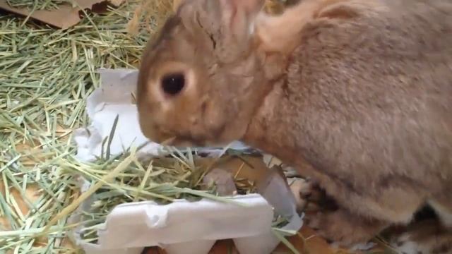 Bunny Elphaba's Carrot Quest смотреть онлайн