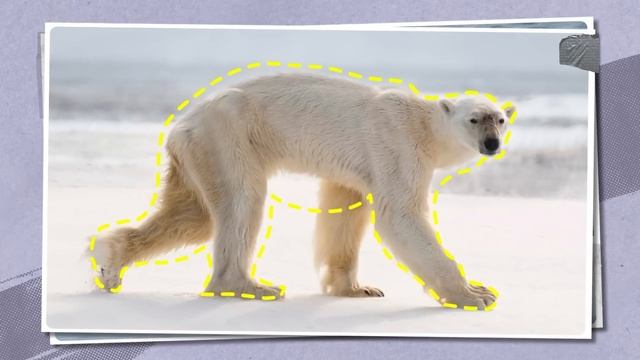 This Is What All Polar Bears Are Afraid of смотреть онлайн