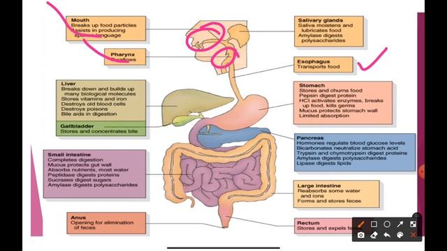 GIT/Session 1-part1/ Structure & function of GIT / By Hasan Murphy смотреть онлайн
