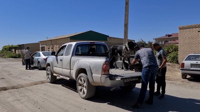 Джахар - Везирь! Туркменский Волкодав. смотреть онлайн