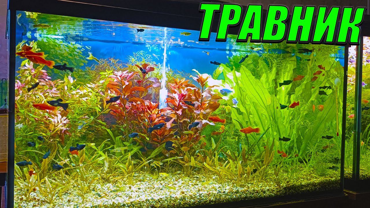 Аквариум травник смотреть онлайн