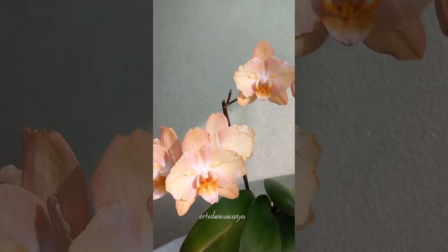 Моя королева💕) похожа на просекко💛 снимала в феврале и не показала) исправляюсь! смотреть онлайн
