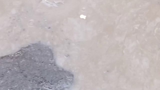 рыбки плавают в океане смотреть онлайн