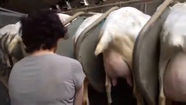 Доение коз на карусели Dairymaster смотреть онлайн