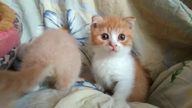 КОТЯТА МАНЧКИН- котята с короткими лапками рыжий и крем смотреть онлайн