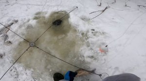 РЫБАЛКА НА ХАПУГИ рыба попадается почти сразу каждый заброс 2021