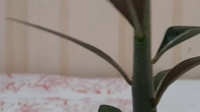 АДЕНИУМАМ НА ФИТИЛЕ 2.5 МЕСЯЦА🫶. ВНЕПЛАНОВОЕ ВИДЕО🤦♀️. смотреть онлайн