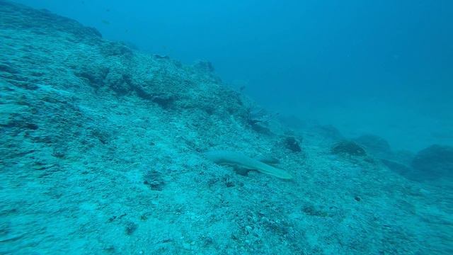 Bernard Australia The Great Barrier Reef 2016 смотреть онлайн