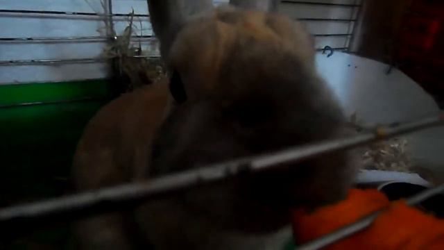 Прикол кролик Сеня ест морковку.MP4 смотреть онлайн