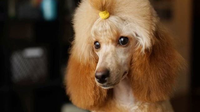 Карликовый пудель: описание миниатюрной породы смотреть онлайн