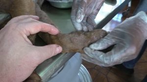 TNR in The new Gambia: Mangoworms...