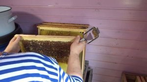 Вилки для распечатывания сотов для откачки мёда. Какой удобно работать.