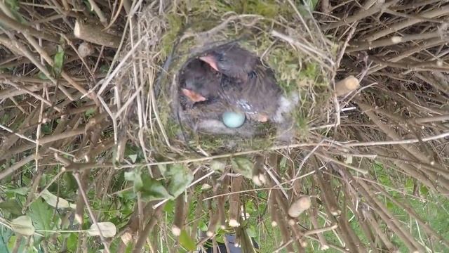 Жизнь в гнезде маленькой птички смотреть онлайн
