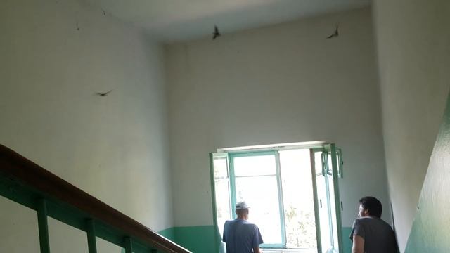Мыши в подъезде куда жаловаться.Souris dans l'entrée où se plaindre. смотреть онлайн