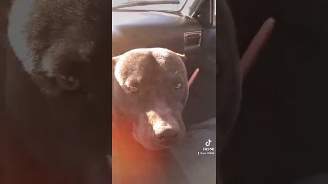 Питбуль смотреть онлайн