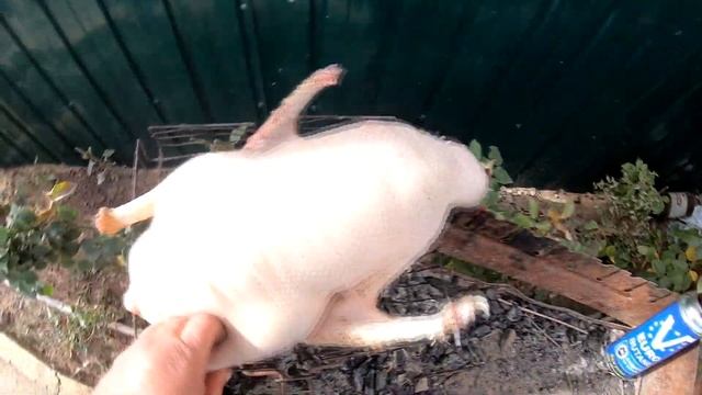 ТАК ВСЕ ТАКИ ГУСЬ ИЛИ УТКА! ЧТО ДЕЛАТЬ ЕСЛИ ОХОТА!!!! смотреть онлайн