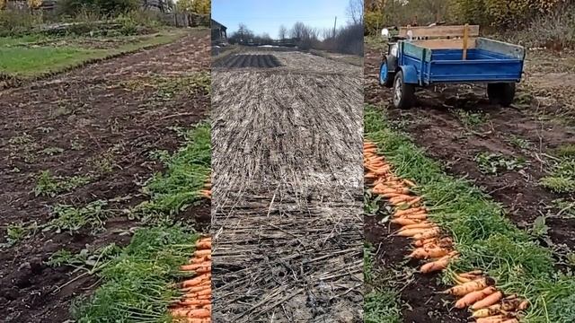 Отличный урожай моркови с помощницей горчицей смотреть онлайн