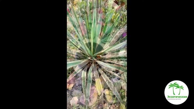 ЮККА СЛАВНАЯ (ПЕСТРОЛИСТНАЯ) смотреть онлайн
