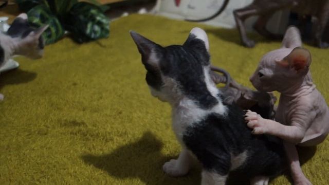 Котята донского сфинкса (пять недель) смотреть онлайн