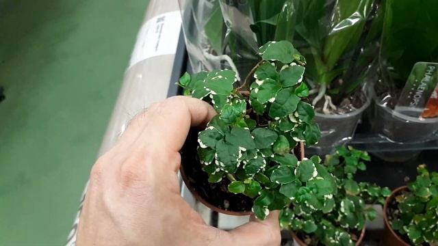 Скидки! Как НЕ ПРОГАДАТЬ с УЦЕНЕННЫМ растением? Юридические тонкости! Цены. Выбираем цветы ГРАМОТНО смотреть онлайн