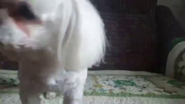 Четвероногий гурман/мальтезе/choko dog/Кристина&Марчик смотреть онлайн