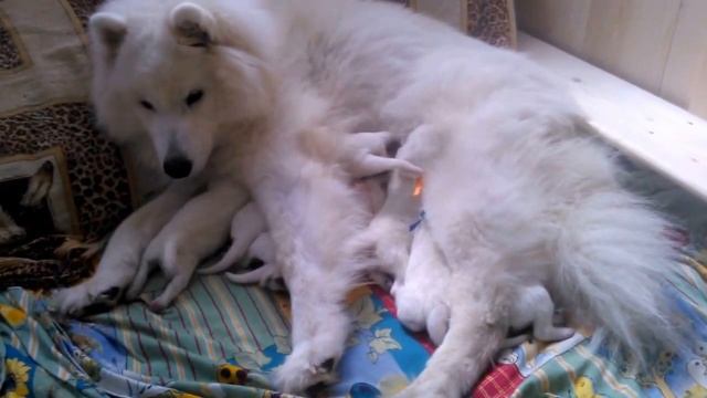 Новорожденные щенки самоеда (самоедской собаки) - 3 дня с момента рождения смотреть онлайн