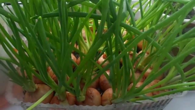 Самый лучший и быстрый способ выгонки свежей зелени лука и петрушки на подоконнике без подсветки . смотреть онлайн