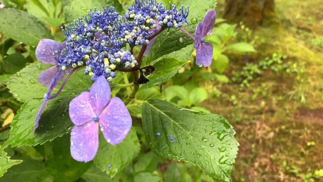 【毎日散歩88】7/4 雨の額紫陽花がキレイ/悠久山公園/Yukyuzan Park смотреть онлайн