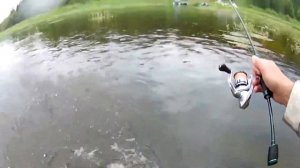 Голавль на hamakuru spider