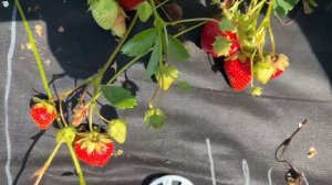 Китайские сорта в плодоношении. Ну очень очень вкусно???.