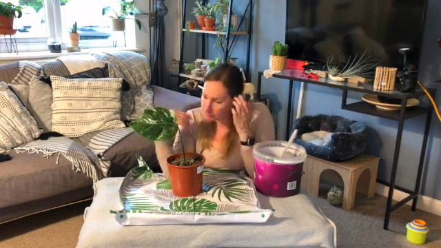 VARIEGATED MONSTERA: I Finally Bought A Variegated Monstera!