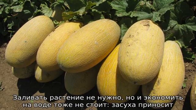 Как поливать дыни? смотреть онлайн