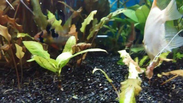 Боция Клоун в аквариуме смотреть онлайн