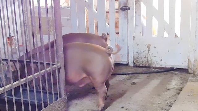 РАЦИОН КОРМЛЕНИЯ СВИНЕЙ//ОСОБЕННОСТИ ВЫРАЩИВАНИЯ ПОРОСЯТ //СВИНЬИ ВСЕЯДНЫЕ ЖИВОТНЫЕ! смотреть онлайн