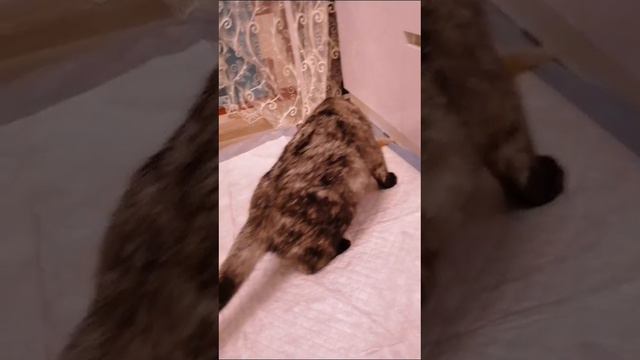 шотландские вислоухие котята смотреть онлайн