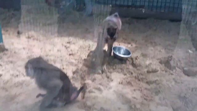 Смешные животные. Monkey. Обезьяна с миской. смотреть онлайн