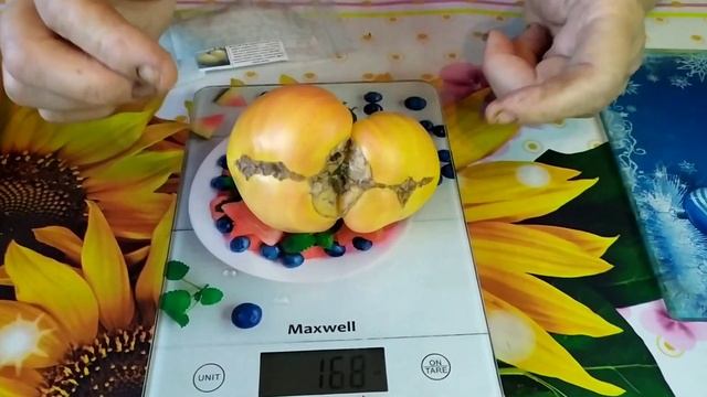 Томат Желтый Том удивительный.