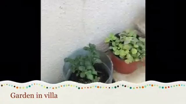 How To Make Garden In House (uae)in Tamil