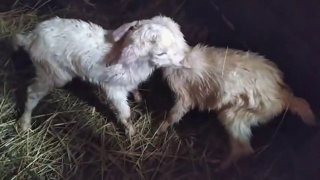 Коза родила.Такого ни когда не было.Что делать с козой после окота.
