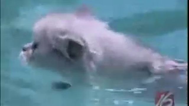 Cats Learning to Swim смотреть онлайн