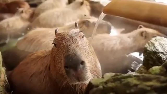 Капибара смотреть онлайн