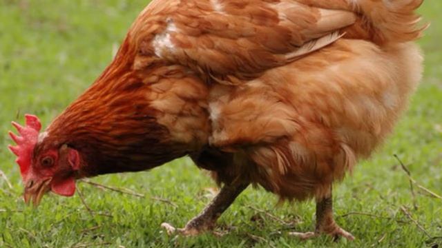 Сказки на ночь 23 сентября. смотреть онлайн