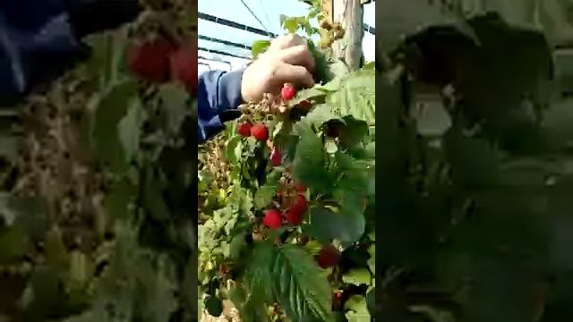 Малина Зюгана и Херитейдж против Маравилы смотреть онлайн