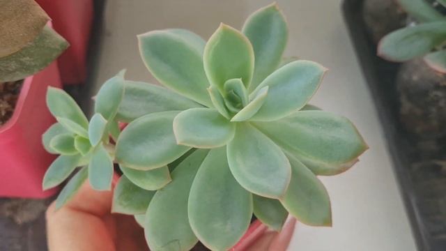 Обзор. Моя коллекция суккулентов (часть 4) #succulent