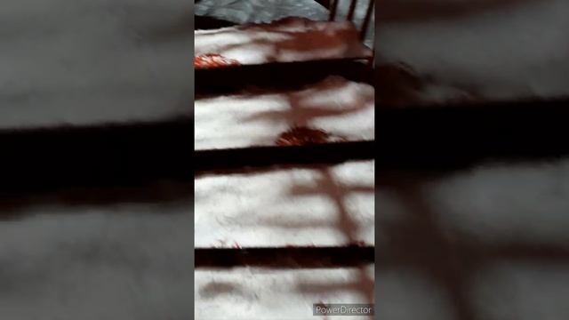 C днем Рождения, Лариса! 26 декабря 2020 г.(снято 27го) смотреть онлайн