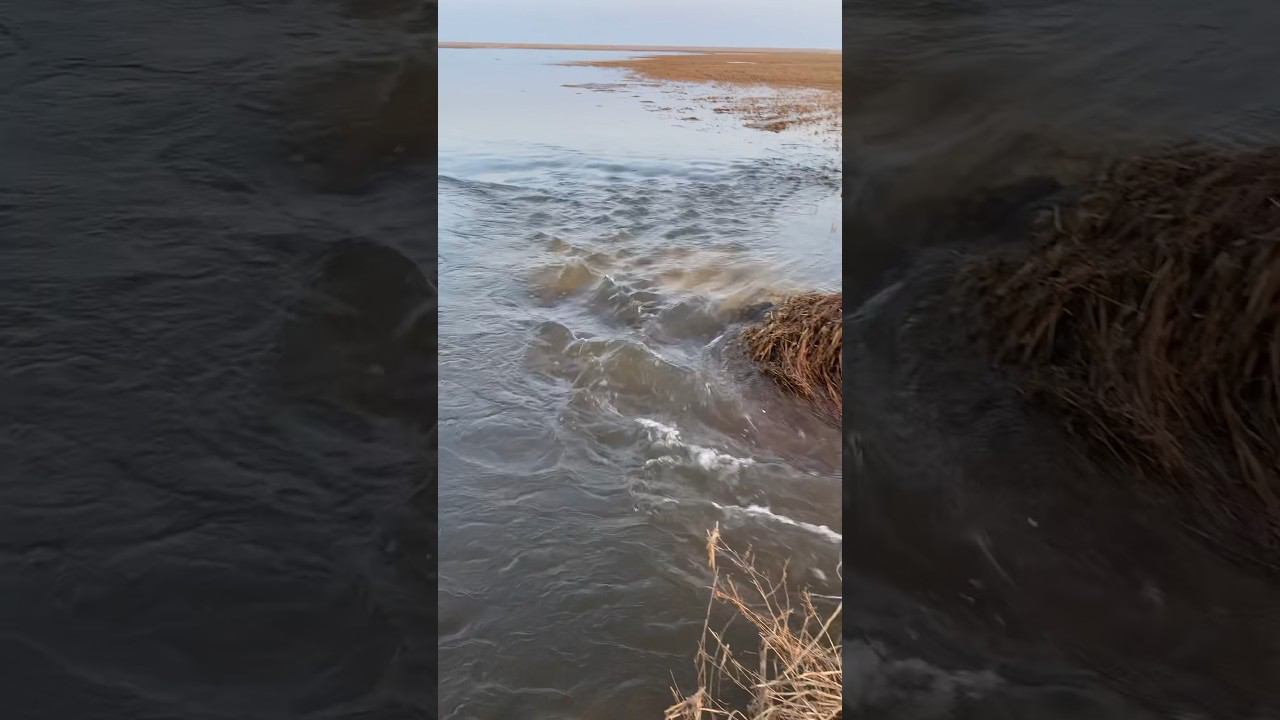 Ждем открытие охоты 20.04.2024г. #охота #охотанауток #охотанагуся #охотаназайца смотреть онлайн