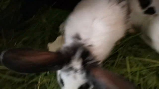 Мамка отправила на вольные хлеба. #кролики#короткие_видо#хутор смотреть онлайн