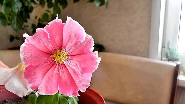 Какие семена я посеяла в апреле 2018. Прошлогодняя петуния дома. Гиацинт в домашних условиях. смотреть онлайн